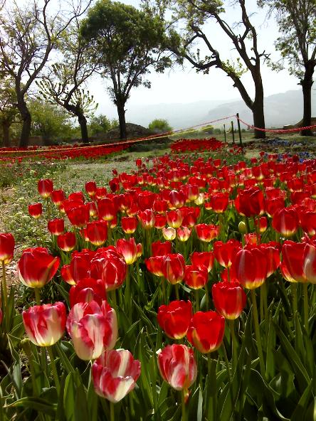 باغ گلهای ایرانی محلات