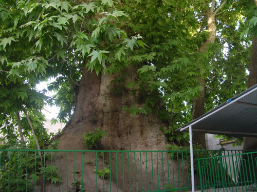 درخت چنار کهنسال مسجد باغوار – تویسرکان