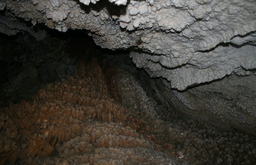 غار نباتی 77
