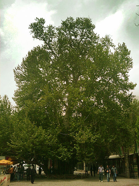 درخت رحمت – کرمانشاه