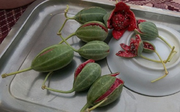 میوه لگجین یا هندوانه وحشی / روستای دره شور